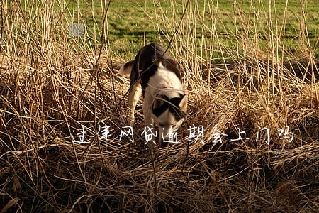 过年网贷逾期会上门吗
