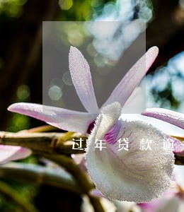 过年贷款逾期