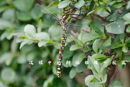 过程中的辩证推理一般适用于 过程中的辩证推理一般适用于