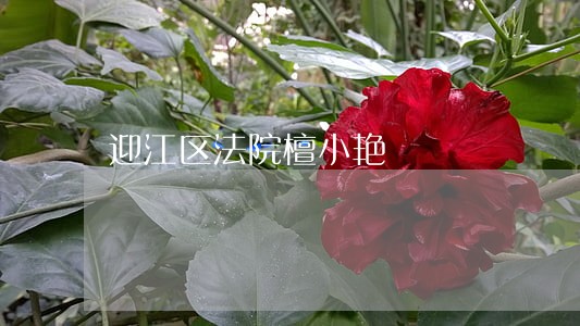 迎江区法院檀小艳 迎江区法院檀小艳