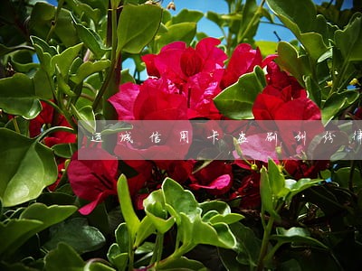 运城信用卡盗刷纠纷律师 运城信用卡盗刷纠纷律师
