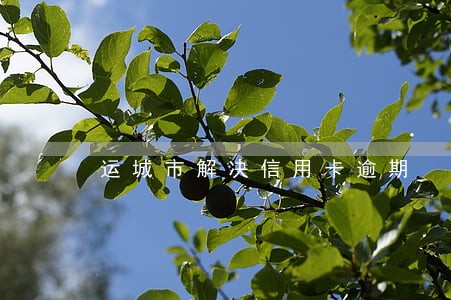 运城市解决信用卡逾期 运城市解决信用卡逾期