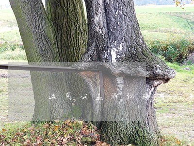 运用公益诉讼磋商机制