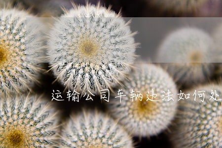 运输公司车辆违法如何处理
