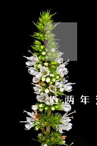 近两年没有逾期能网贷吗 近两年没有逾期能网贷吗