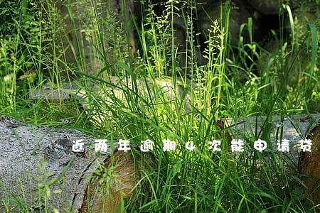 近两年逾期4次能申请贷款吗 近两年逾期4次能申请贷款吗