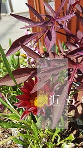 近五年2个月逾期 近五年2个月逾期