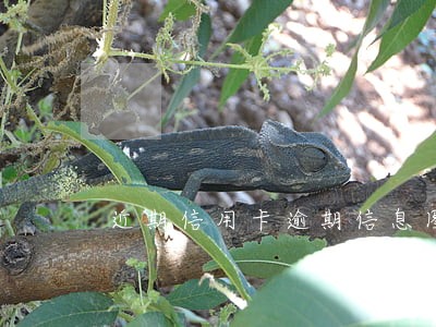 近期信用卡逾期信息图片 近期信用卡逾期信息图片