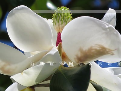 近期宜贷网怎么总是逾期还款