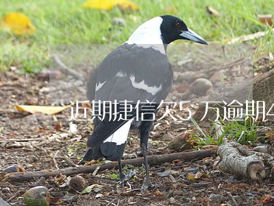近期捷信欠5万逾期4年 近期捷信欠5万逾期4年