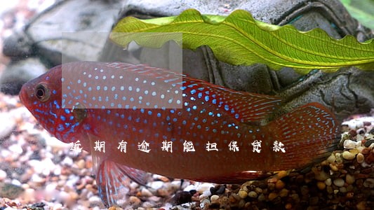 近期有逾期能担保贷款 近期有逾期能担保贷款