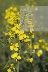 近期逾期能办信用卡吗 近期逾期能办信用卡吗