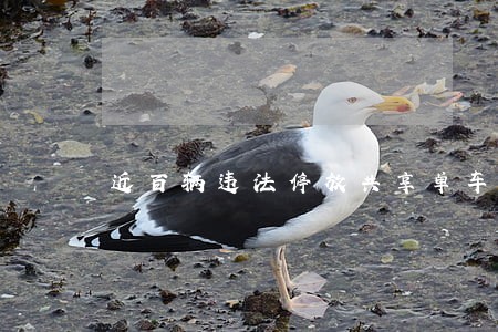 近百辆违法停放共享单车被扣 近百辆违法停放共享单车被扣