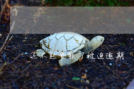 还不起贷款了被迫逾期 还不起贷款了被迫逾期