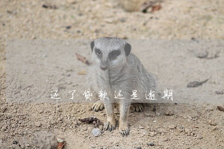 还了贷款还是逾期