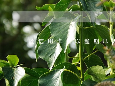 还信用卡可以逾期几天不会上征信