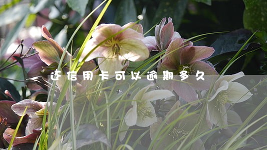 还信用卡可以逾期多久