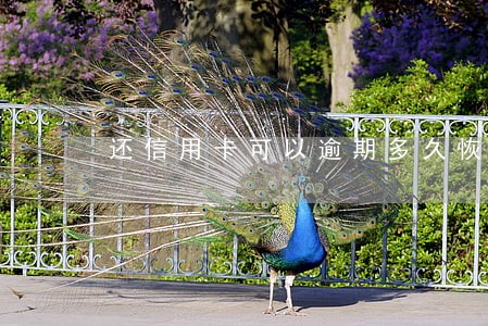 还信用卡可以逾期多久恢复 还信用卡可以逾期多久恢复