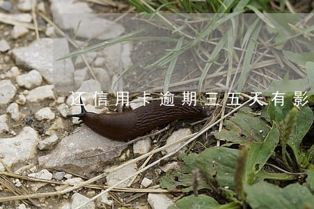 还信用卡逾期三五天有影响吗 还信用卡逾期三五天有影响吗