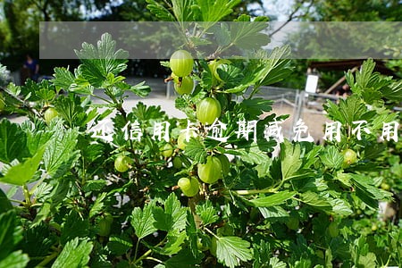 还信用卡逾期减免用不用到银行还 还信用卡逾期减免用不用到银行还