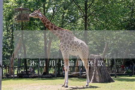 还信用卡逾期还款 还信用卡逾期还款