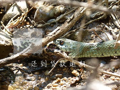 还到贷款逾期 还到贷款逾期