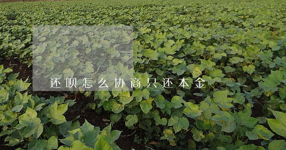 还呗怎么协商只还本金 还呗怎么协商只还本金