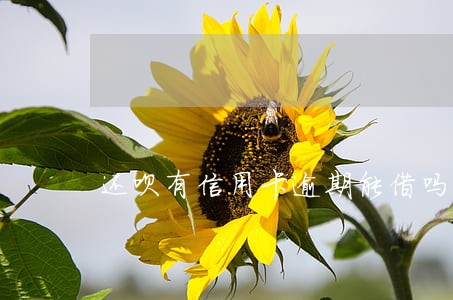 还呗有信用卡逾期能借吗 还呗有信用卡逾期能借吗