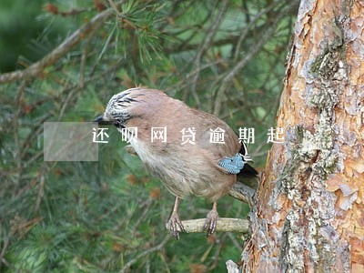 还呗网贷逾期起 还呗网贷逾期起