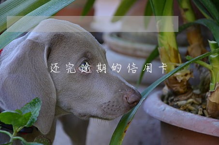 还完逾期的信用卡 还完逾期的信用卡
