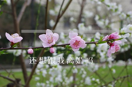 还想跟我离婚吗 还想跟我离婚吗