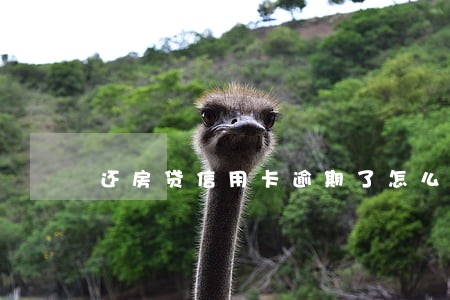 还房贷信用卡逾期了怎么办 还房贷信用卡逾期了怎么办