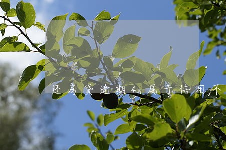 还房贷逾期4属于信用不良 还房贷逾期4属于信用不良