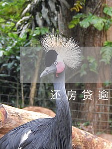 还房贷逾期一天有影响吗建设银行 还房贷逾期一天有影响吗建设银行