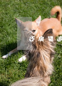 还房贷逾期还能贷款吗 还房贷逾期还能贷款吗