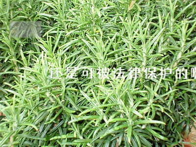 还是可被法律保护的啊 还是可被法律保护的啊