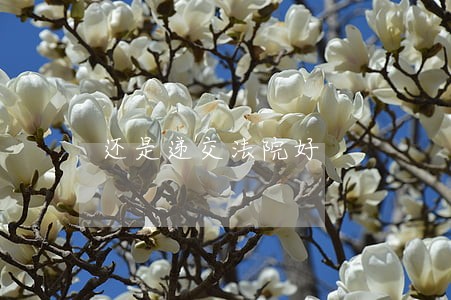 还是递交法院好 还是递交法院好
