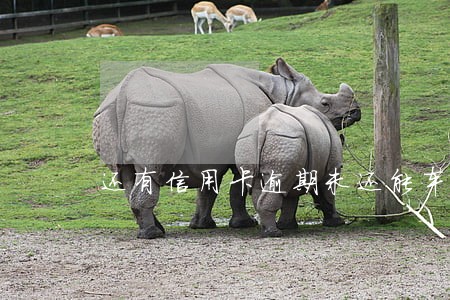 还有信用卡逾期未还能车贷吗 还有信用卡逾期未还能车贷吗