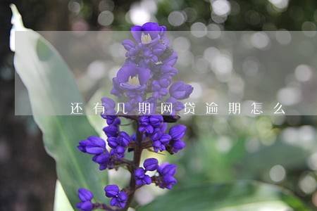 还有几期网贷逾期怎么 还有几期网贷逾期怎么