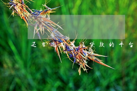 还有逾期可以贷款的平台吗 还有逾期可以贷款的平台吗