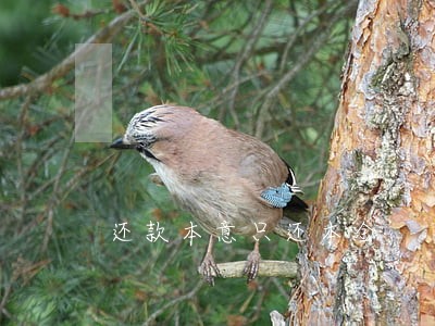 还款本意只还本金 还款本意只还本金