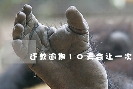 还款逾期10天会让一次性还款吗 还款逾期10天会让一次性还款吗