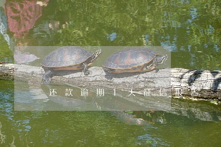 还款逾期1天征信报告 还款逾期1天征信报告