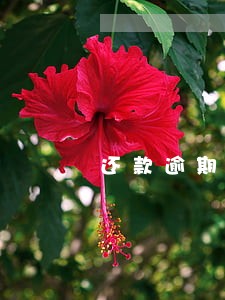还款逾期2天会怎么样 还款逾期2天会怎么样