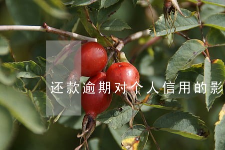 还款逾期对个人信用的影响 还款逾期对个人信用的影响