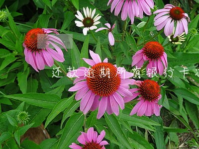 还款逾期所有银行卡冻结怎么解除 还款逾期所有银行卡冻结怎么解除