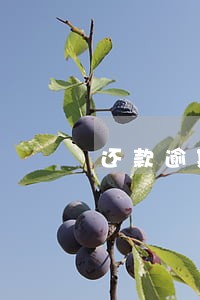 还款逾期车被抵押贷款 还款逾期车被抵押贷款