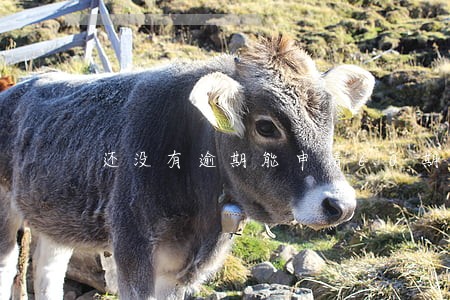 还没有逾期能申请60期分期吗 还没有逾期能申请60期分期吗