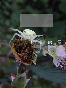 还清房贷逾期银行可以撤诉吗 还清房贷逾期银行可以撤诉吗