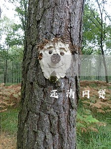 还清网贷逾期怎么清除 还清网贷逾期怎么清除